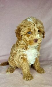 silky coat mini goldendoodle available female puppy