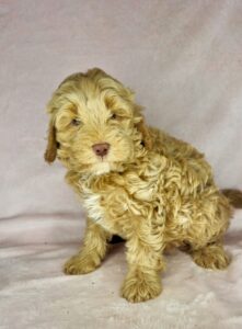 teddy bear mini goldendoodle female pup for adoption