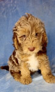 brown multi-colored medium sized goldendoodle for adoption