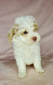parti mini goldendoodle female puppy for adoption