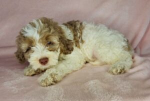 brown and white mini goldendoodle female puppy for adoption