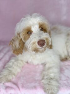 mini Goldendoodle with spots available to adopt