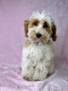 micro mini older puppy for adoption