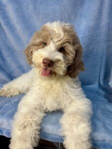 What's the price of a medium goldendoodle? Message us!