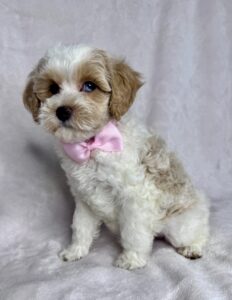 blue eyed micro mini goldendoodle for adoption