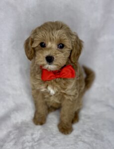 how much is a micro mini goldendoodle? call 205-249-9766