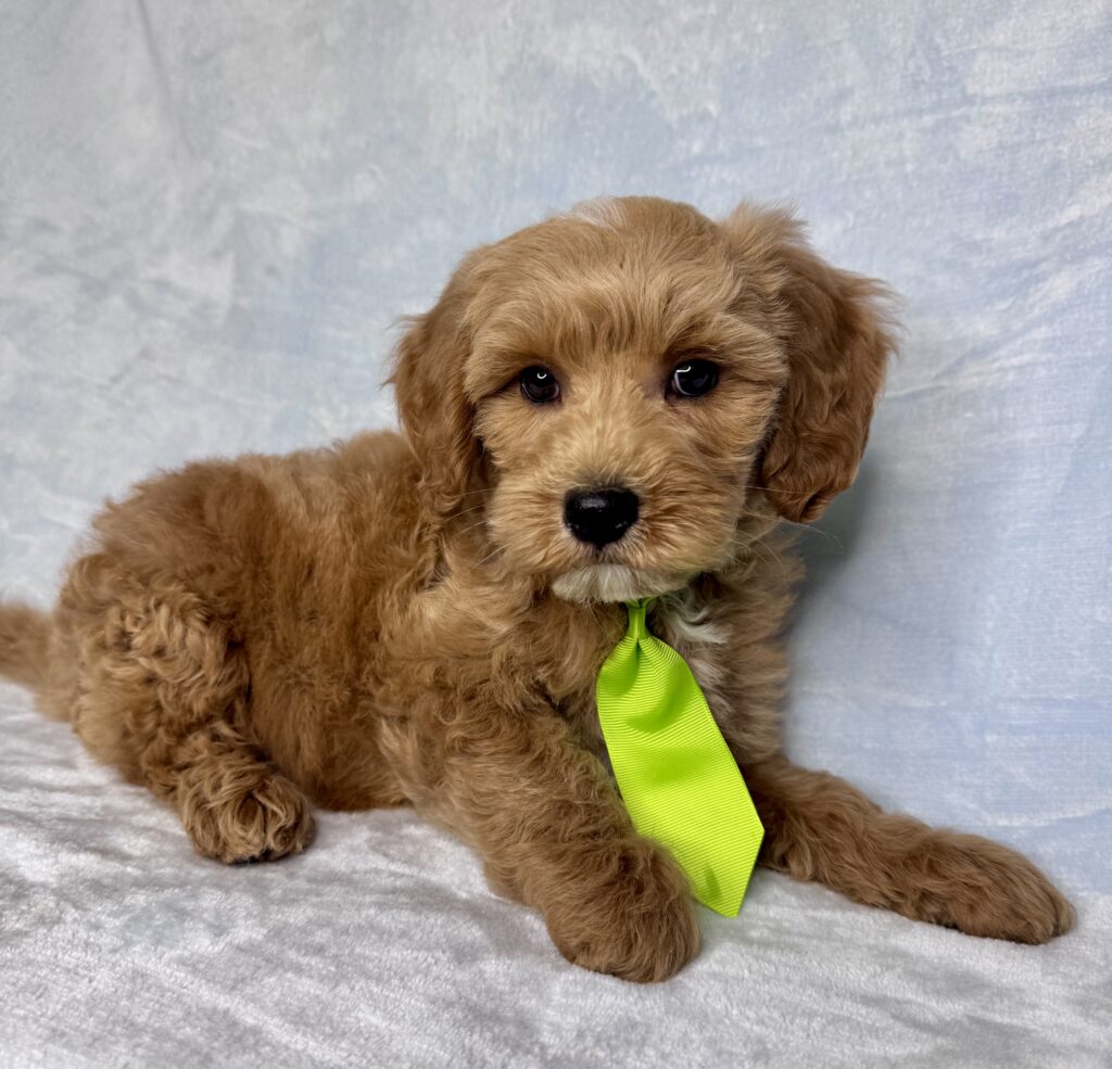 teddy bear brown mini goldendoodle for adoption