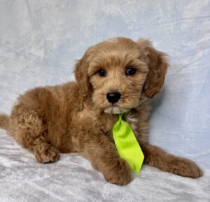 teddy bear brown mini goldendoodle for adoption