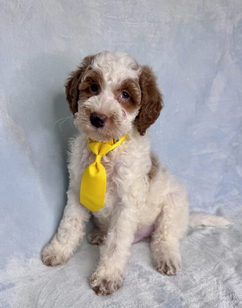 dark red and white mini goldendoodle for adoption