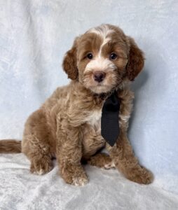 red tuxedo mini goldendoodle