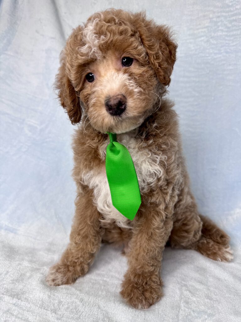 red curly tuxedo mini goldendoodle for adoption
