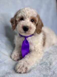 mini Goldendoodle available near me