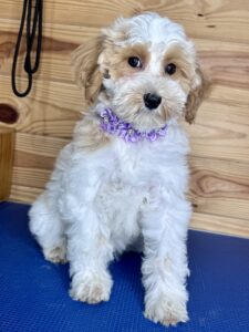 older micro-mini goldendoodle female puppy for adoption