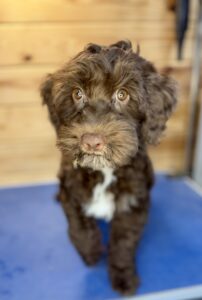 puppy that has had crate training.