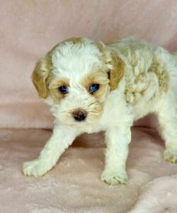 Parti mini goldendoodle female puppy available