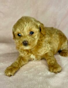 carmel brown or apricot female mini goldendoodle for adoption
