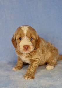 red tuxedo male mini-golden doodle for adoption in AL