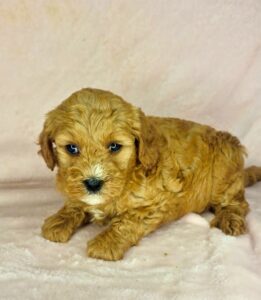 teddy bear mini goldendoodle female puppy for adoption
