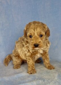 teddy bear mini goldendoodle for adoption