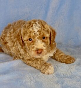 curly tuxedo mini goldendoodle male puppy available