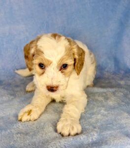 Parti mini goldendoodle boy ready in July