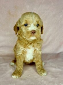 green eyed frosty blonde female mini goldendoodle for adoption