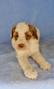 parti mini goldendoodle boy