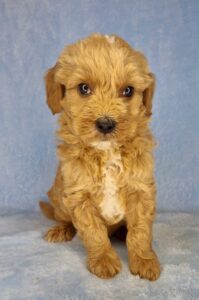 teddy bear brown mini goldendoodle puppy for adoption