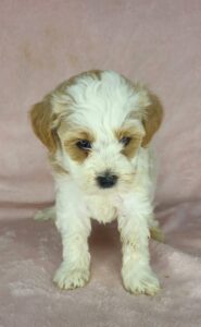 White spotted mini goldendoodle female