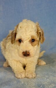 multi-colored mini goldendoodle for adoption