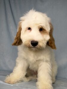 mini Goldendoodle with silky white coat and dark red spots