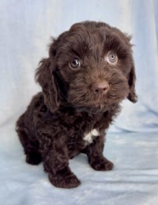 wavy chocolate mini goldendoodle male puppy