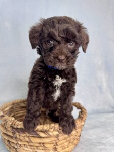 micro mini goldendoodle for adoption
