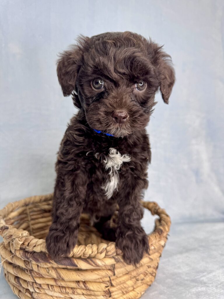micro mini goldendoodle for adoption