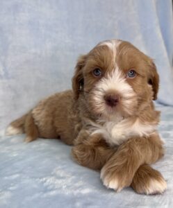 red tuxedo mini goldendoodle with a no curl coat