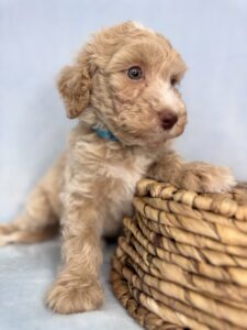 teddy bear looking mini goldendoodle puppy for adoption