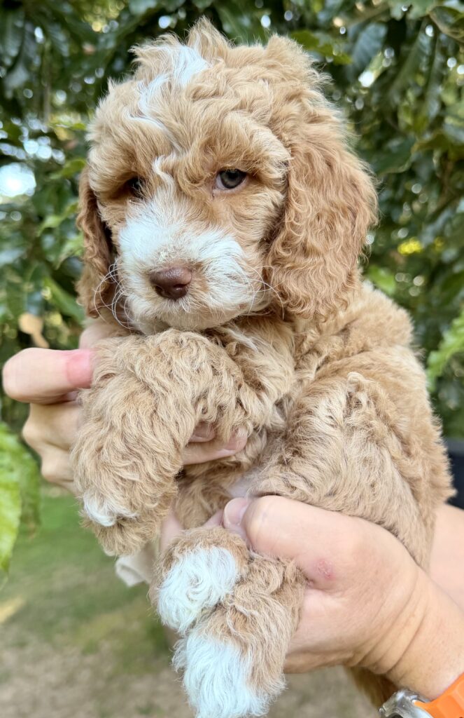 curly teddy bear mini goldendoode for adoption