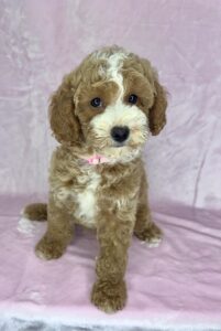red tuxedo mini goldendoodle female for adoption in AL
