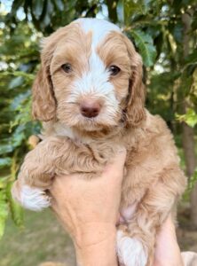 red tuxedo min goldendoodle for adoption in AL