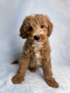 red mini goldendoodle boy for adoption