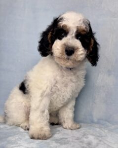 multi color mini goldendoodle puppy for adoption