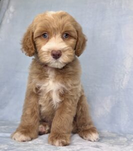 red mini goldendoodle puppy for sale near me