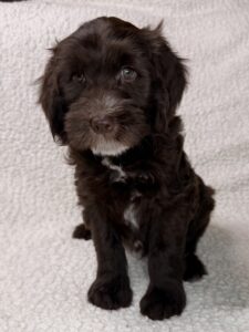 dark chocolate brown mini goldendoodle male puppy for sale