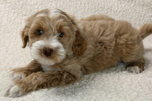 honey brown or apricot mini goldendoodle for sale near me