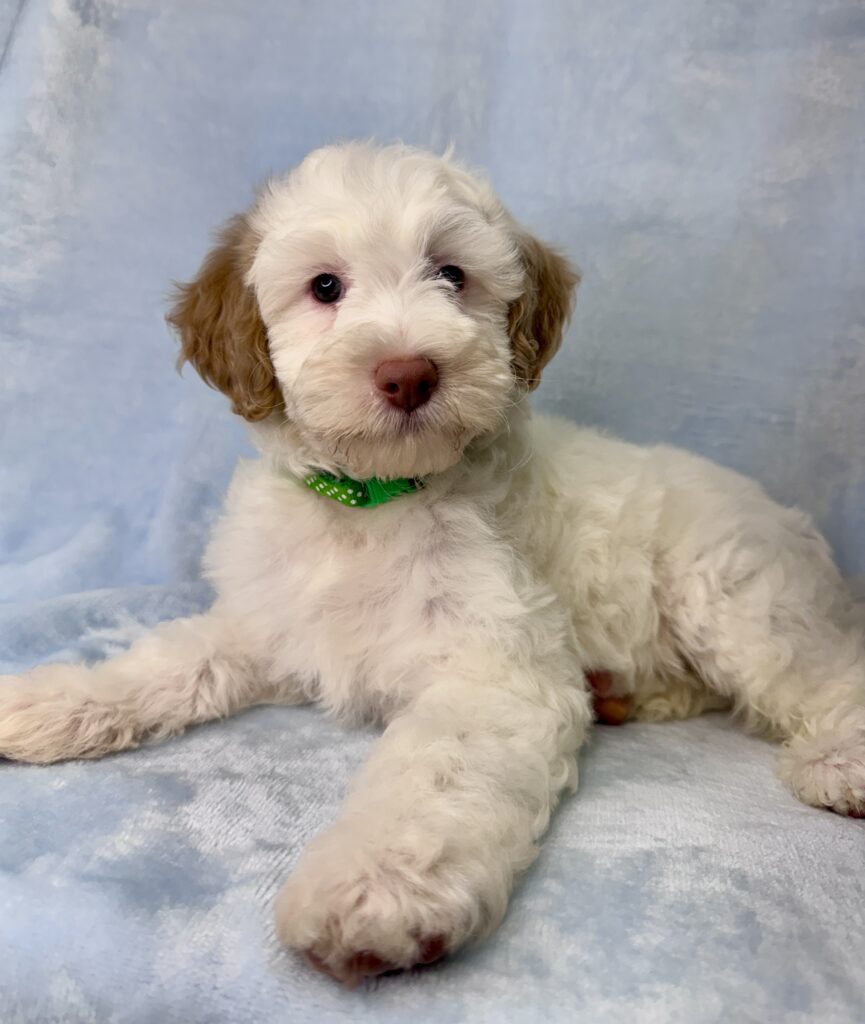 silky white mini goldendoodle male puppy for sale