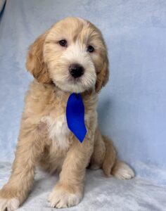 blue eyed medium sized goldendoodle for adoption
