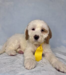 white medium sized goldendoodle with red spots for adoption