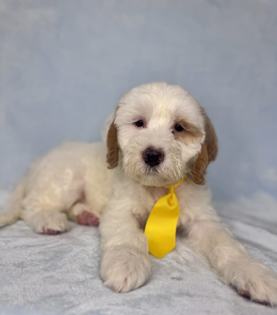 white medium sized goldendoodle with red spots for adoption