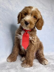red 30-50 pound medium sized goldendoodle puppy for adoption
