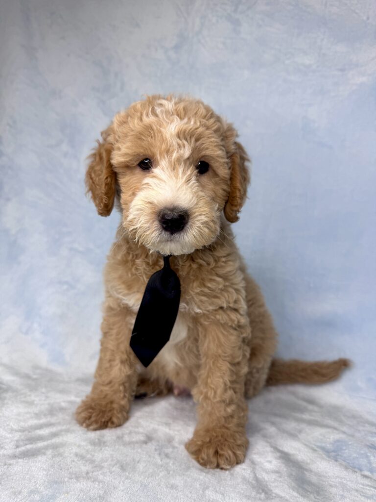 large mini goldendoodle for adoption